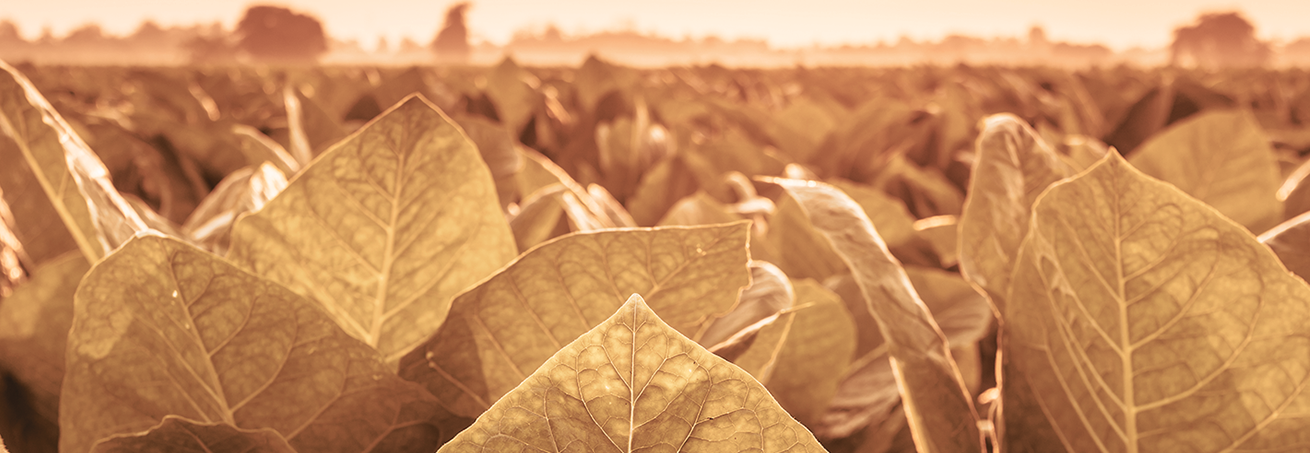 heating_IQOS_smoke-free_alternative_lower_levels_CO