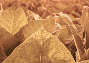 heating_IQOS_smoke-free_alternative_lower_levels_CO